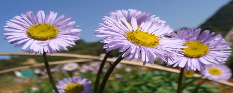 Erigeron Breviscapus.png